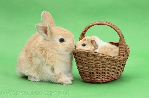 Young rabbit with baby Guinea pig in a wicker basket