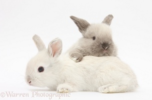 White and grey baby rabbits