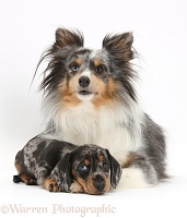 Sheltie and Dachshund pup