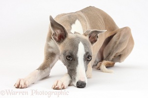 Whippet bitch with chin on the floor