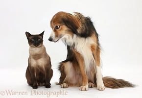Border Collie and Siamese cat
