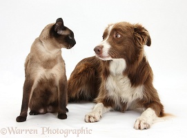 Chocolate Border Collie and Siamese cat