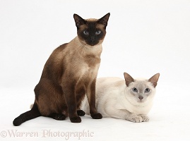 Seal point and Blue point Siamese-cross cats