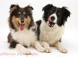 Rough Collie and Border Collie