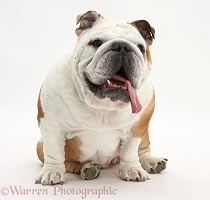 Bulldog sitting, with tongue lolling