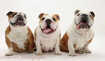 Three Bulldogs, sitting