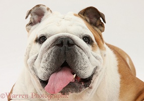 Bulldog with tongue lolling