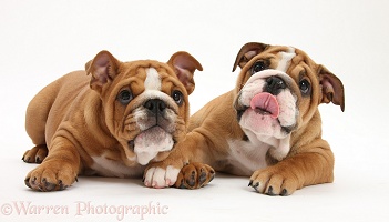 Bulldog pups, 11 weeks old, lying with heads up