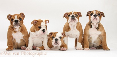 Five Bulldog pups, 11 weeks old