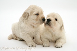Cute Golden Retriever pups