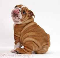 Bulldog pup, 8 weeks old, sitting looking over its shoulder