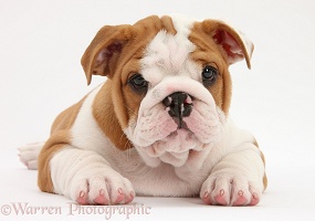 Bulldog pup, 8 weeks old, lying with head up