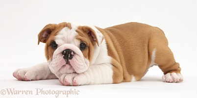 Bulldog pup, 8 weeks old, with chin on paw