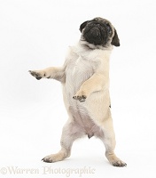 Fawn Pug pup, 8 weeks old, standing up on hind legs