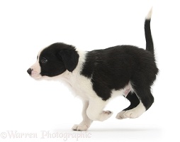 Black-and-white Border Collie pup, running
