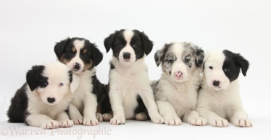 Five Border Collie pups, 6 weeks old