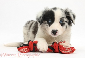 Border Collie puppy, 6 weeks old, with a ragger toy
