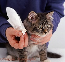 Cleaning the ear of a tabby kitten