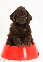 American Cocker Spaniel pup sitting in a dog bowl