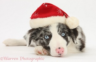 Blue merle Border Collie puppy Wearing a Santa hat