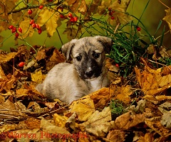 Longdog puppy among autumn leaves
