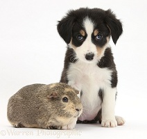 Border Collie pup, 6 weeks old, and Guinea pig