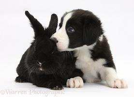 Border Collie pup and black rabbit
