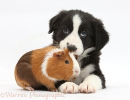 Border Collie pup and Guinea pig
