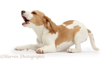 Orange-and-white Beagle pup barking in play-bow