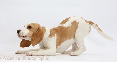 Orange-and-white Beagle pup in play-bow