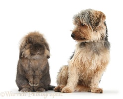 Yorkie and Lionhead-cross rabbit