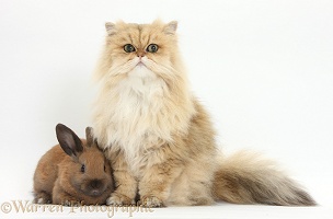 Golden Chinchilla Persian cat and rabbit