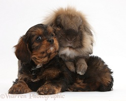 Lionhead-cross rabbit and Cavapoo pup