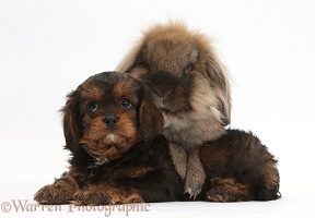Lionhead-cross rabbit and Cavapoo pup