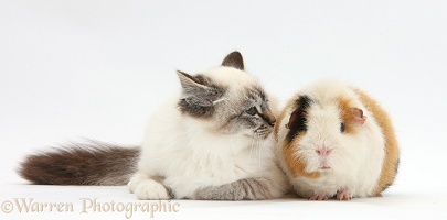 Birman cat and Guinea pig