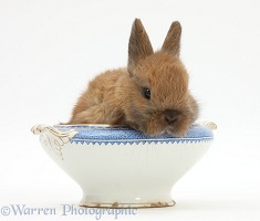 Baby Netherland dwarf-cross rabbit in a china bowl