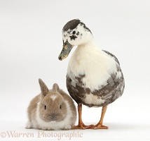 Call duck and baby rabbit