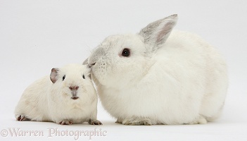 White rabbit whispering to white Guinea pig