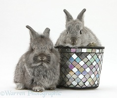 Young Silver Lionhead rabbits and decorative flowerpot