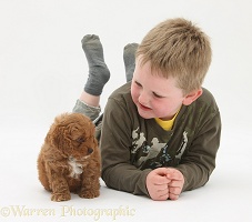 Boy with Cockapoo pup