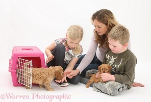 Family with Cockapoo pups, 7 weeks old