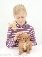 Girl brushing a Cockapoo pup