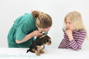 Vet using an otoscope to examine a Yorkie pup's ear