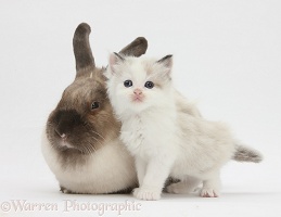 Colourpoint kitten and colourpoint rabbit