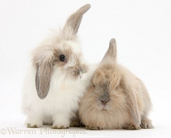 Young windmill-eared rabbits