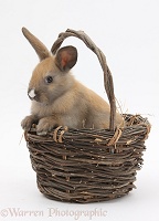 Baby rabbit in a wicker basket