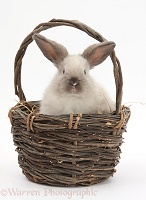 Baby colourpoint rabbit in a wicker basket