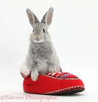 Young silver rabbit in a knitted slipper