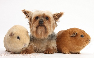 Yorkie and Guinea pigs