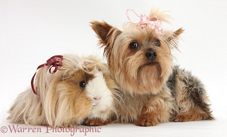 Yorkie and Guinea pig with bows in their hair